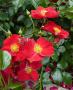 lysiane:plantes_du_jardin:roses:p1190259.jpg