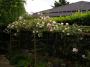 lysiane:plantes_du_jardin:roses:p1190466.jpg