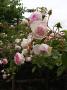 lysiane:plantes_du_jardin:roses:p1190472.jpg