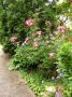 lysiane:plantes_du_jardin:roses:p1190481.jpg