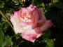 lysiane:plantes_du_jardin:roses:p1190582.jpg