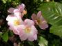 lysiane:plantes_du_jardin:roses:p1190585.jpg