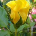 p1190681_r_golden_showers_.jpg