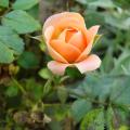 p1190701_r_garden_princess.jpg