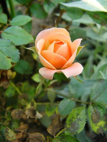 p1190701_r_garden_princess.jpg