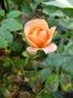 lysiane:plantes_du_jardin:roses:p1190701_r_garden_princess.jpg