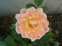 lysiane:plantes_du_jardin:roses:p1190706.jpg