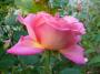 lysiane:plantes_du_jardin:roses:p1190822.jpg