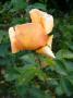 lysiane:plantes_du_jardin:roses:p1190829.jpg