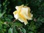 lysiane:plantes_du_jardin:roses:p1190832.jpg
