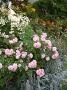 lysiane:plantes_du_jardin:roses:p1190847.jpg