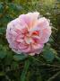 lysiane:plantes_du_jardin:roses:p1190849.jpg