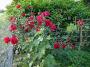 lysiane:plantes_du_jardin:roses:p1190901.jpg