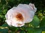lysiane:plantes_du_jardin:roses:p1190934.jpg