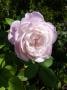 lysiane:plantes_du_jardin:roses:p1190935.jpg
