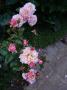 lysiane:plantes_du_jardin:roses:p1190943.jpg