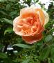 lysiane:plantes_du_jardin:roses:p1190999.jpg