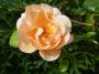 lysiane:plantes_du_jardin:roses:p1200087.jpg