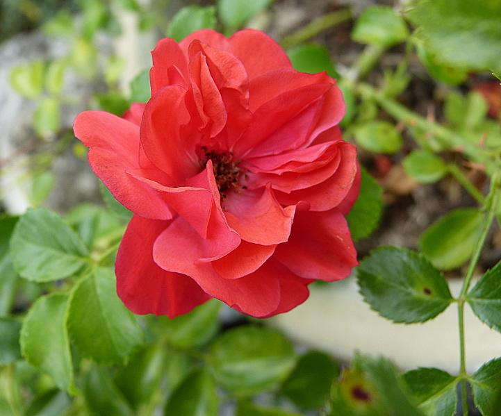 p1200166.jpg