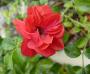 lysiane:plantes_du_jardin:roses:p1200166.jpg