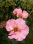 lysiane:plantes_du_jardin:roses:p1200362.jpg