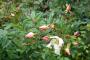 lysiane:plantes_du_jardin:roses:p1210015.jpg