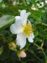 lysiane:plantes_du_jardin:roses:p1210658.jpg