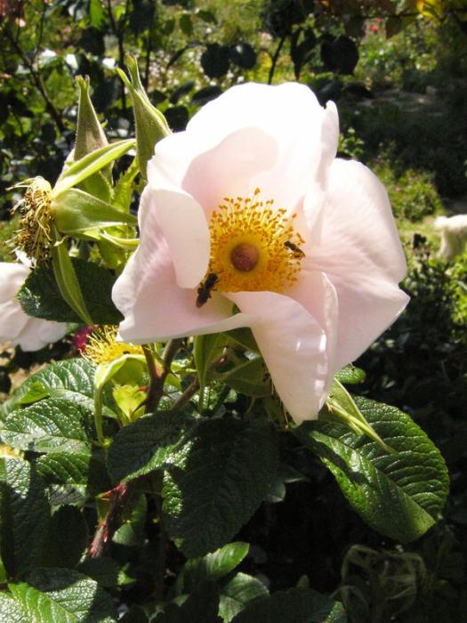 p1210735_pink_s.jpg