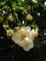 lysiane:plantes_du_jardin:roses:p1210804.jpg