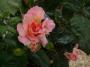 lysiane:plantes_du_jardin:roses:p1220005_belle_de_londres.jpg
