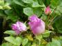 lysiane:plantes_du_jardin:roses:p1220091.jpg