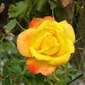 p1220102_flame_meillandina.jpg