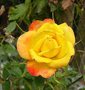 p1220102_flame_meillandina.jpg