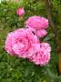 lysiane:plantes_du_jardin:roses:p1220111.jpg