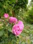 lysiane:plantes_du_jardin:roses:p1220113.jpg