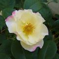 p1220159_citron_fraise.jpg