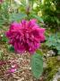 lysiane:plantes_du_jardin:roses:p1220189.jpg