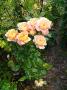 lysiane:plantes_du_jardin:roses:p1220227_k_a.jpg