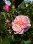 lysiane:plantes_du_jardin:roses:p1220247.jpg