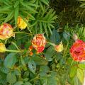 p1220274_eglantia.jpg