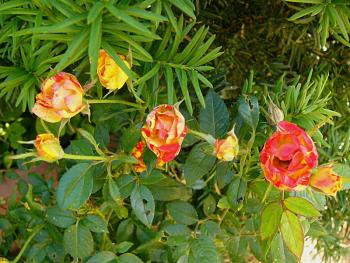 p1220274_eglantia.jpg