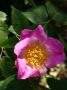 lysiane:plantes_du_jardin:roses:p1220332.jpg