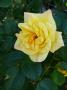 lysiane:plantes_du_jardin:roses:p1220337.jpg