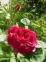 lysiane:plantes_du_jardin:roses:p1220373.jpg