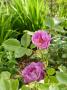 lysiane:plantes_du_jardin:roses:p1220388.jpg