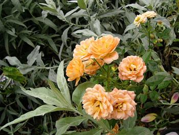 p1220393_g_p.jpg