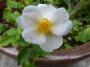 lysiane:plantes_du_jardin:roses:p1220398.jpg