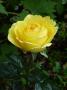 lysiane:plantes_du_jardin:roses:p1220403.jpg