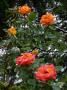 lysiane:plantes_du_jardin:roses:p1220413.jpg