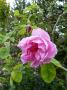 lysiane:plantes_du_jardin:roses:p1220417.jpg